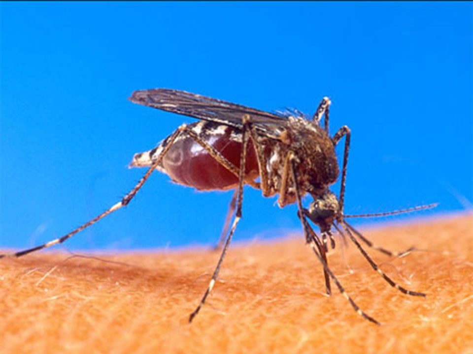 Chikungunya : les entreprises s’organisent