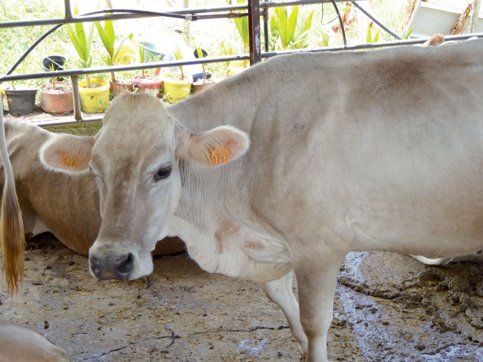 Abattoir en Martinique : l’origine des problèmes