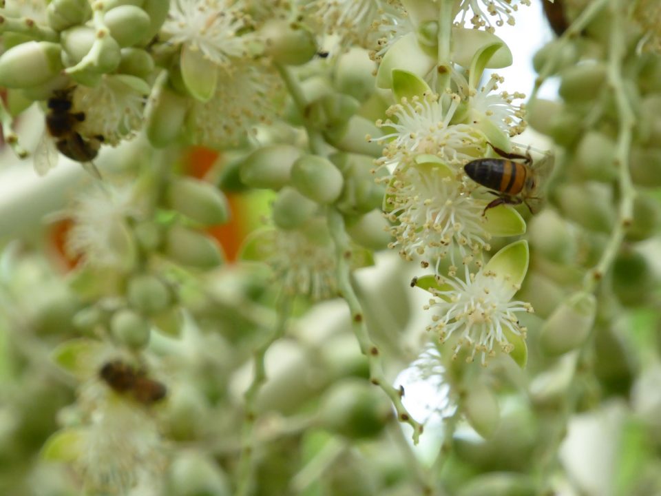 Le plan Abeille prolongé et renforcé