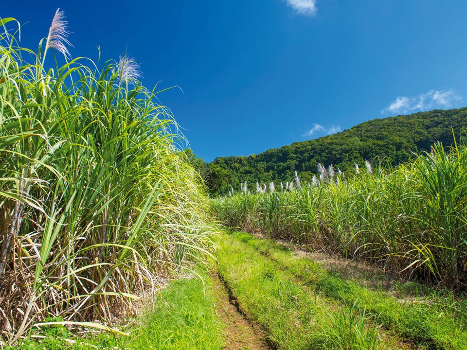 Contingents de rhum : un système inadapté