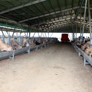 Filière céréales régionale : la stratégie dangereuse de Madivial