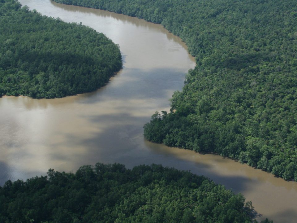 Les forêts de Guyane certifiées