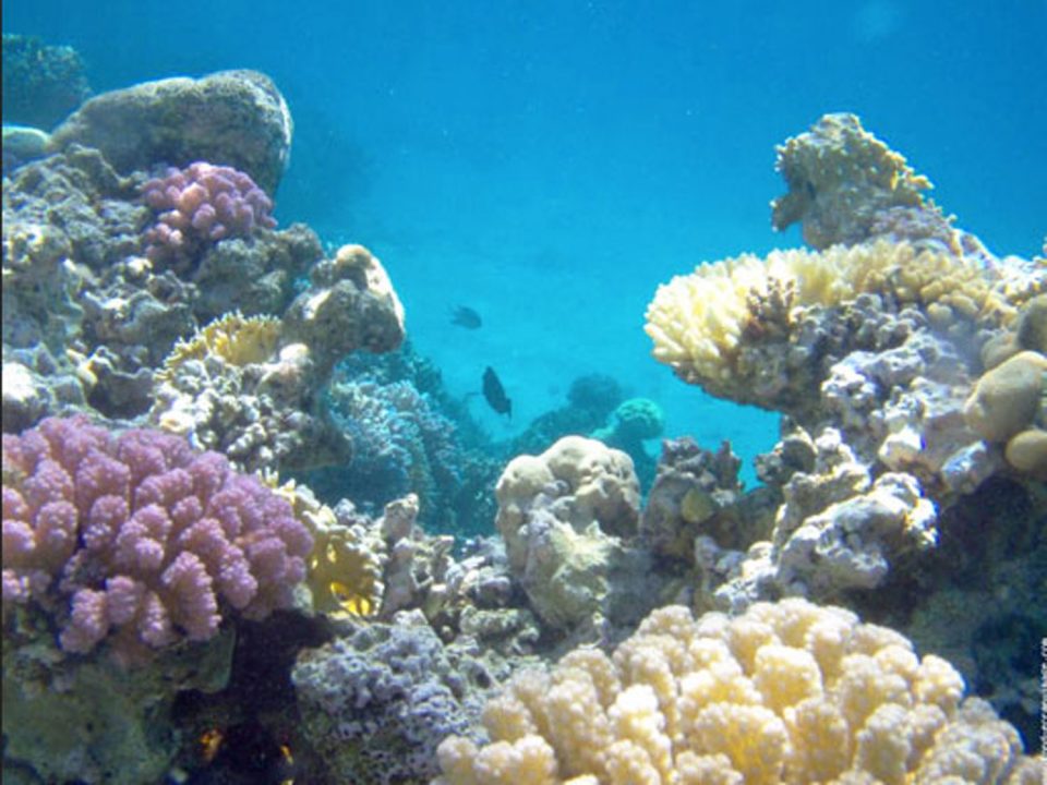 Grands fonds marins : la France accélère