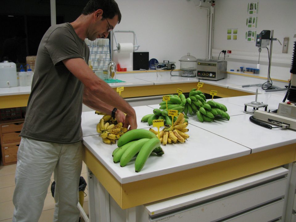 Banane BIO : passer de l’équivalence à la conformité