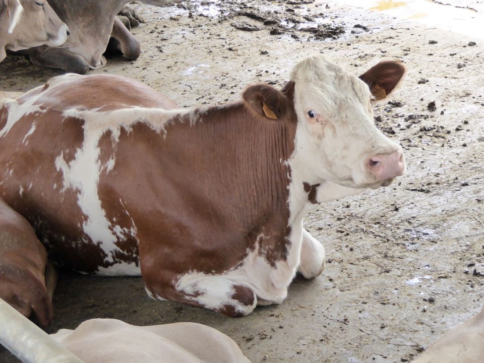 Filière viande en Martinique : la Codem veut sortir de l’ornière