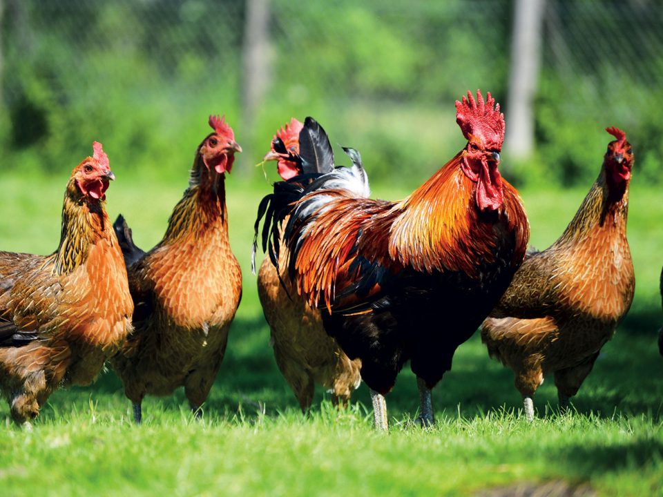 Organisation de la filière viande en Martinique : Caraïbes agro, une pièce maîtresse