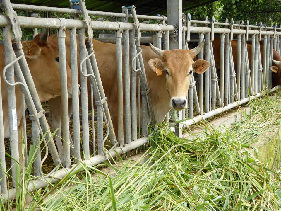 Organisation de la filière viande en Martinique. Madivial : une belle idée transformée en machine de destruction massive