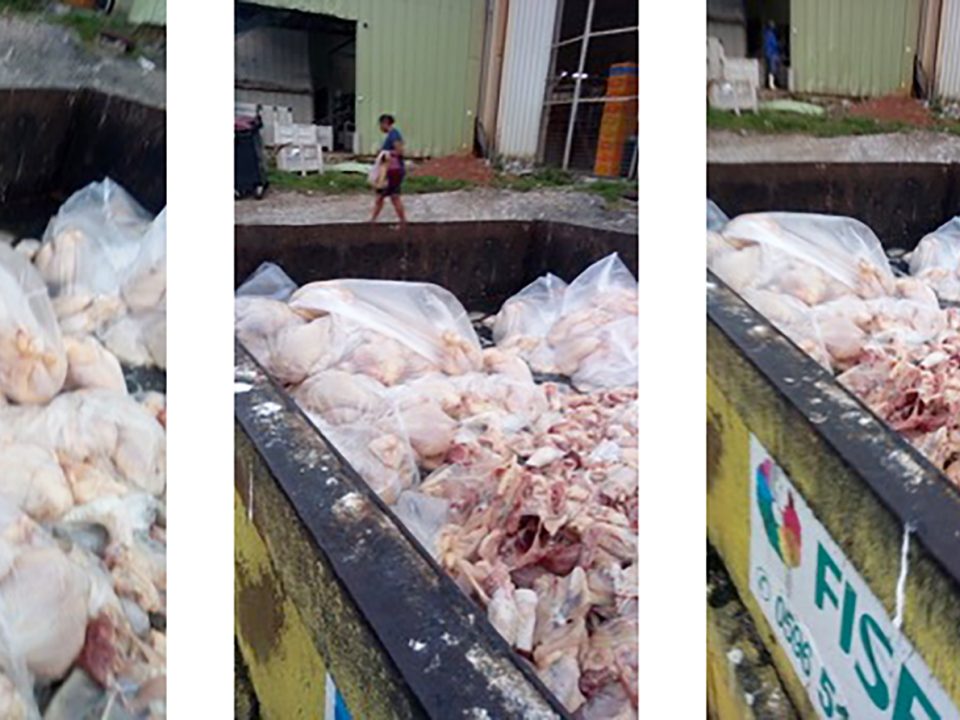 Poulets en Martinique : la destruction continue