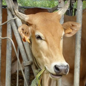 Biguine ne reviendra pas !