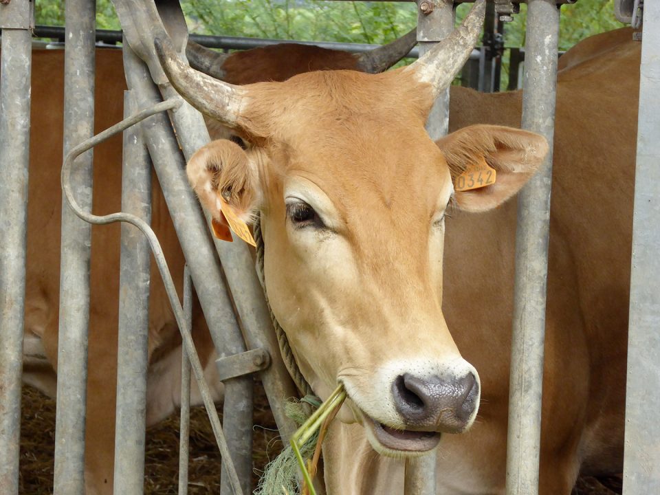 Coopératives de viandes en Martinique. Le rapport de Terracotra confirmait déjà tout en 2015 !