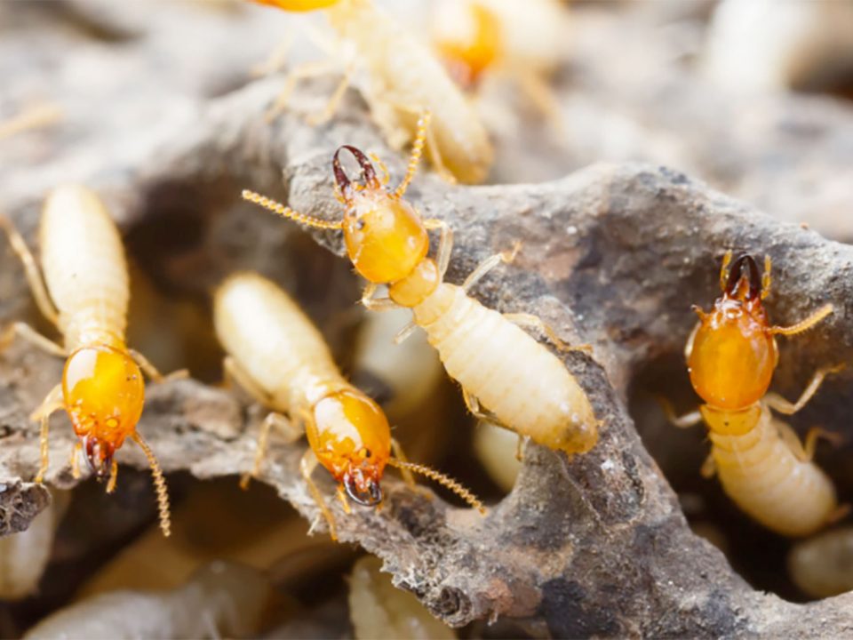 Anti-termites aux Antilles-Guyane : l’Autorité de la concurrence met le fabricant et son revendeur à l’amende !