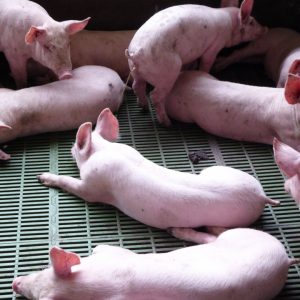 Filière porcine en Guadeloupe : améliorer la qualité de la viande