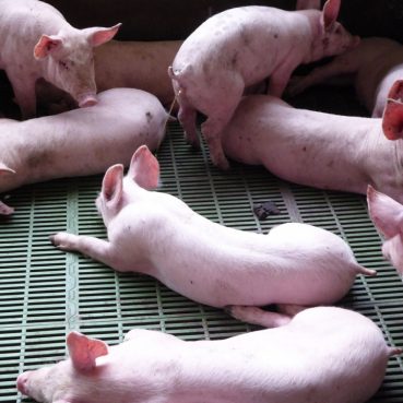 Filière porcine en Guadeloupe : améliorer la qualité de la viande