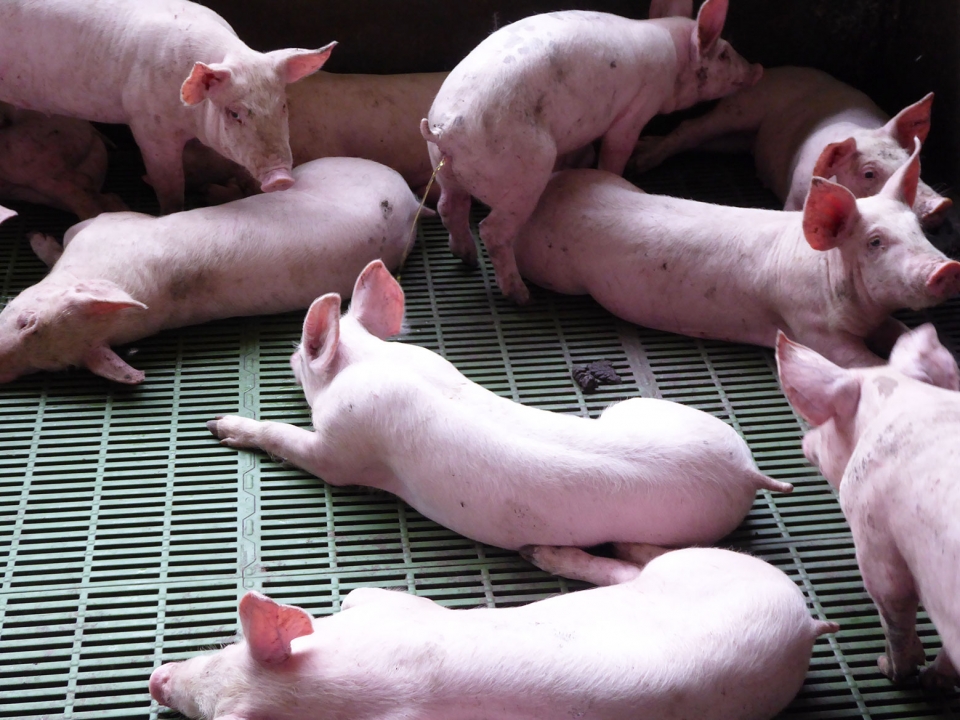Filière porcine en Guadeloupe : améliorer la qualité de la viande