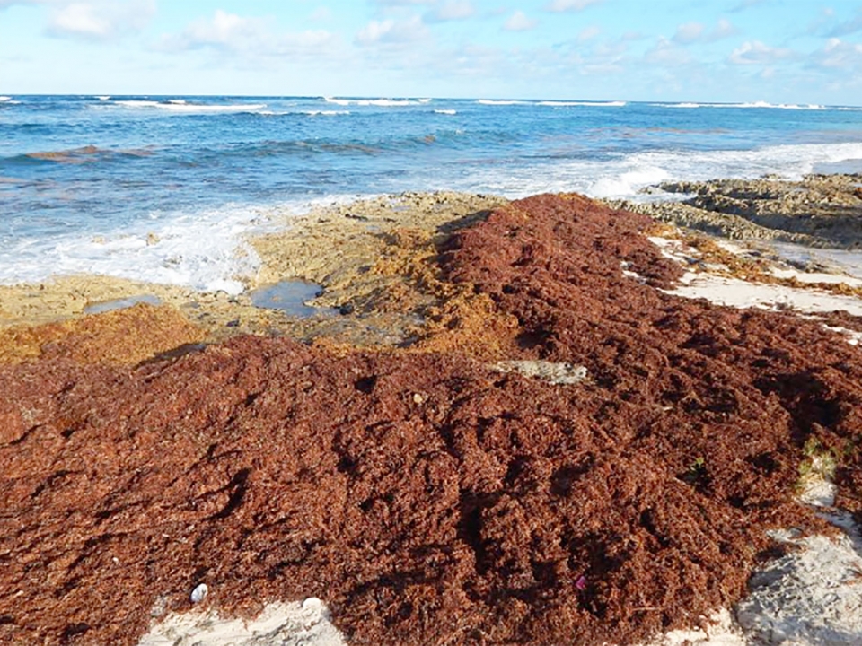 Sargasses en Guadeloupe et en Martinique : 90 000 tonnes ramassées depuis début janvier !