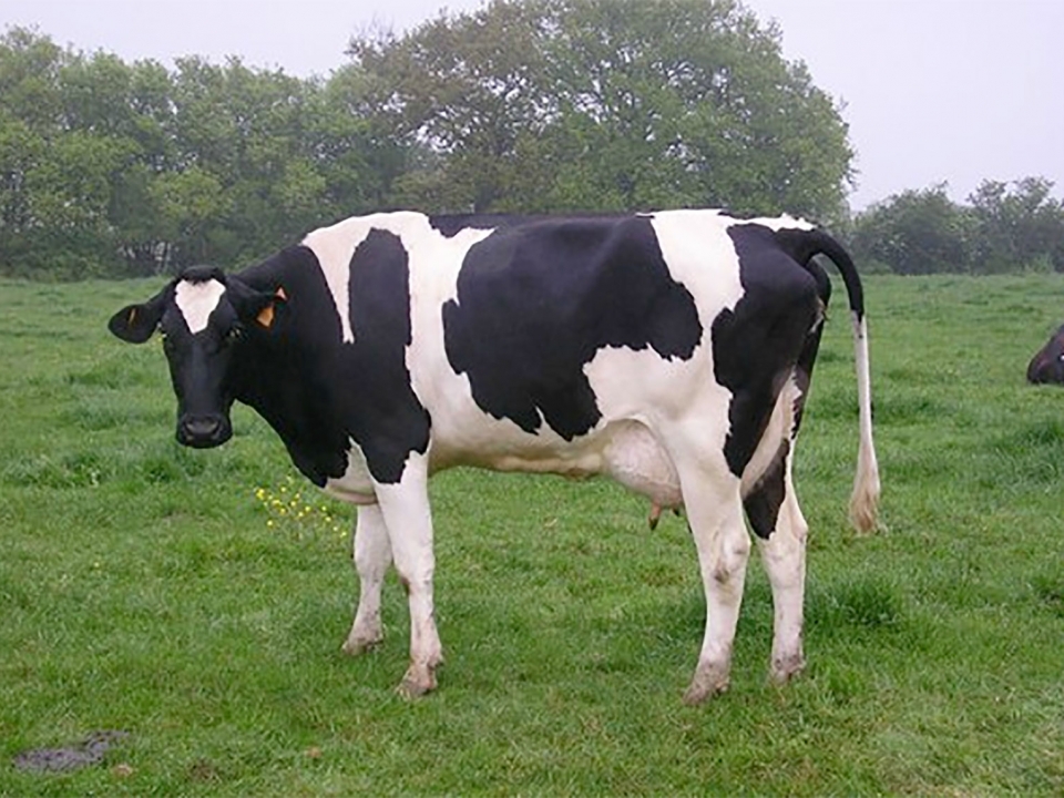 Importation de 32 prim’Holstein en Martinique : les animaux commencent à mourir !