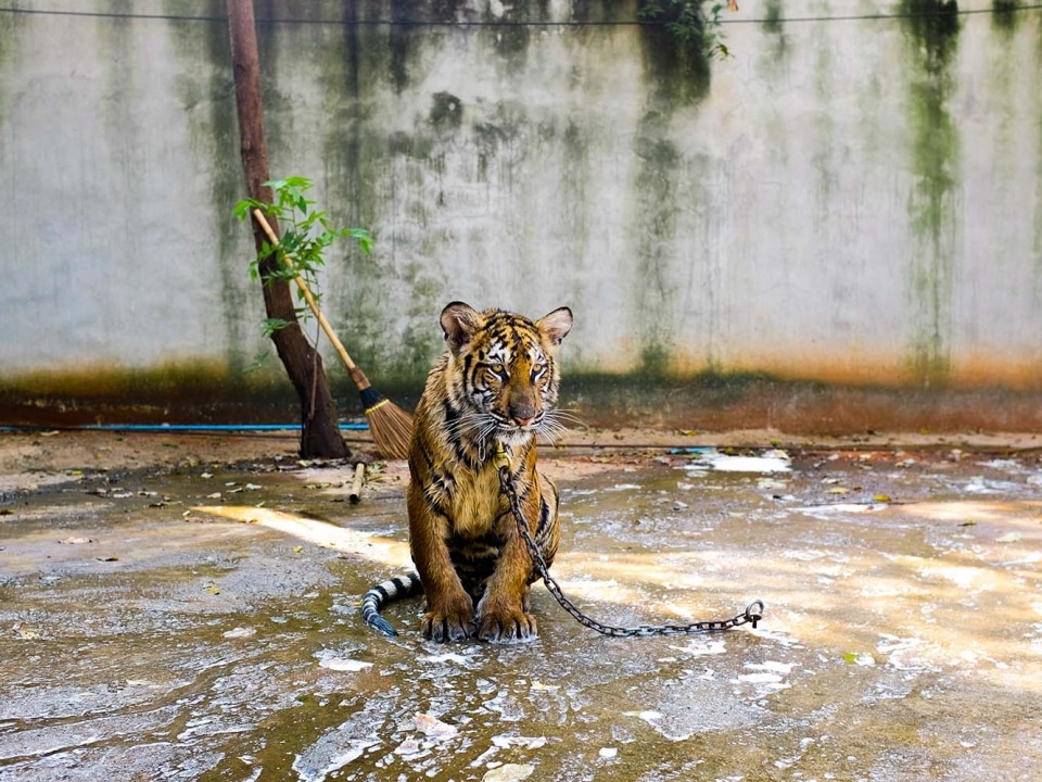 Protection des animaux