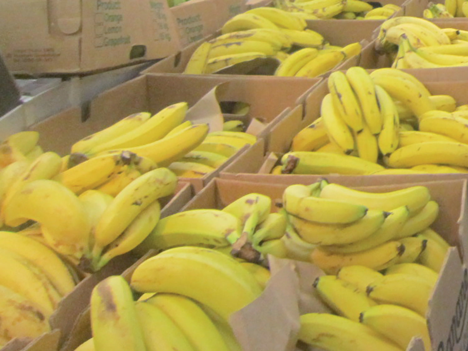 Pôle Emploi aide la filière banane
