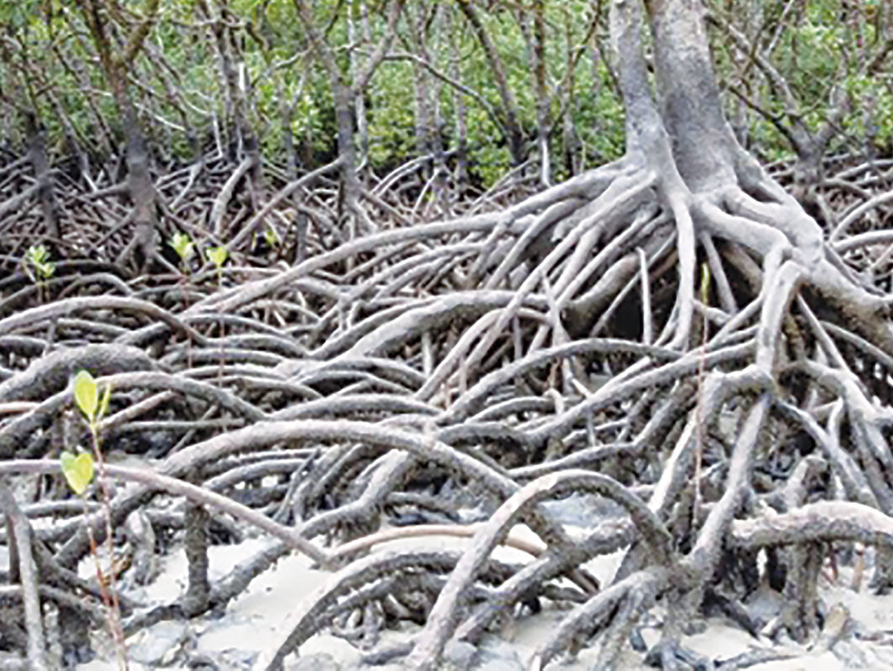 Les mangroves mieux cartographiées