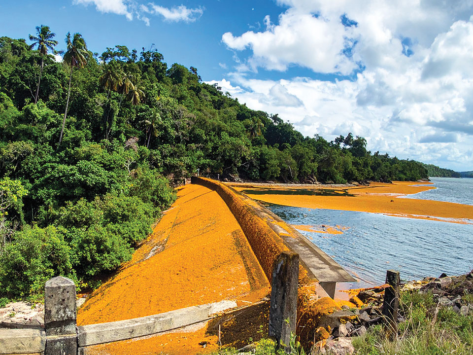 Des barrages déviants contre les sargasses